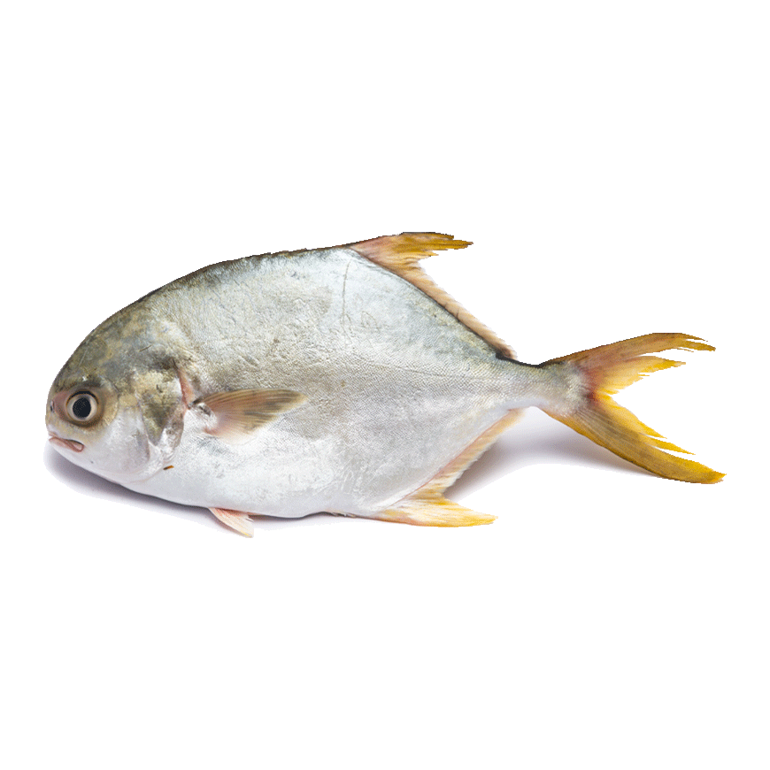 TK.Silver Pomfret(Ca chim Trang.o.dau)1kg