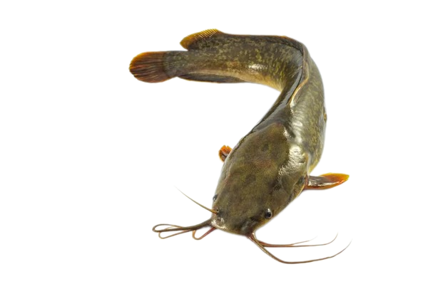 TK.Yellow Cat fisch(Ca tre Vang)