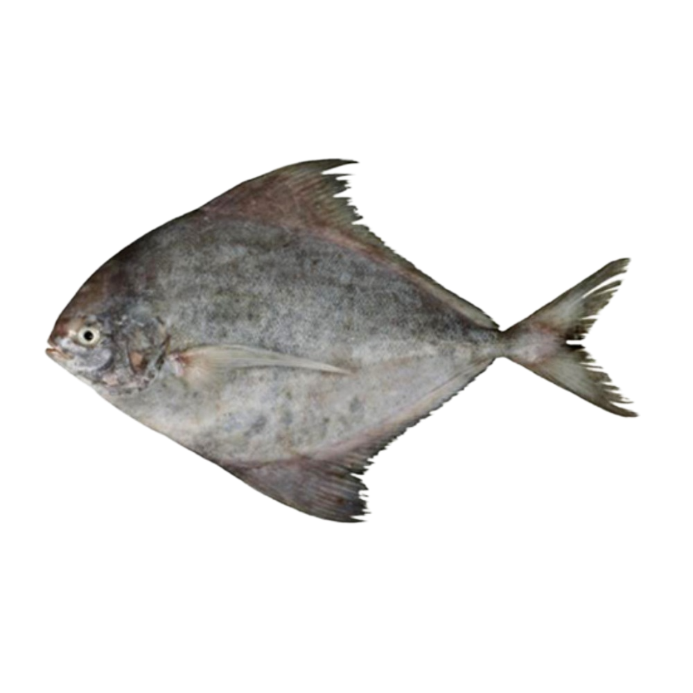 TK.Schwarzer Pomfret(Ca Chim Den)
