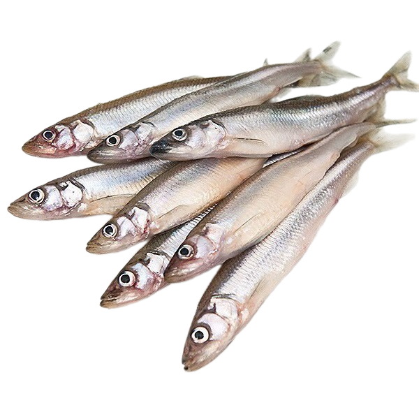 TK.Anchovy Fisch 500gr