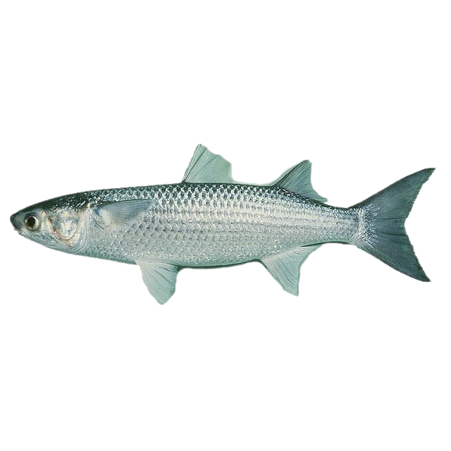 TK.Mullet Fisch(Ca doi)1kg